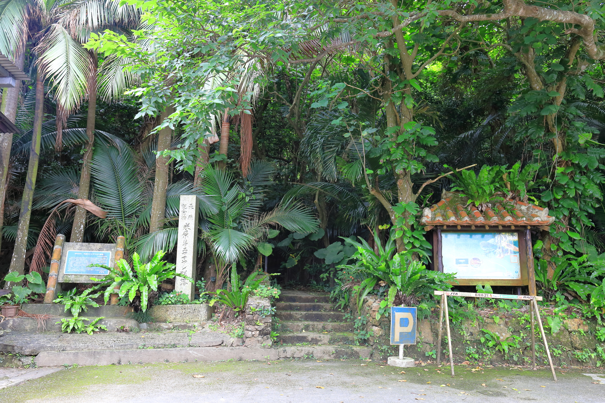 米原ヤエヤマヤシ群落｜石垣島・国の天然記念物・遊歩道・駐車場